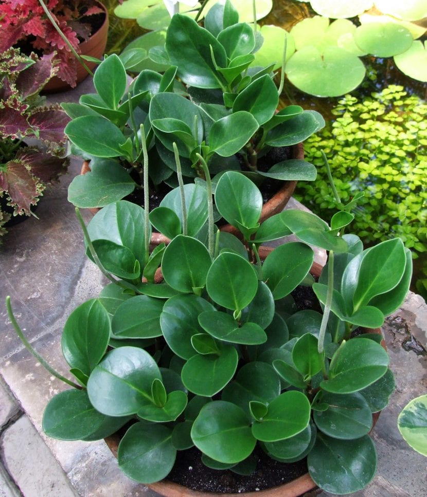 Ejemplar de Peperomia obtusifolia con hojas verdes carnosas