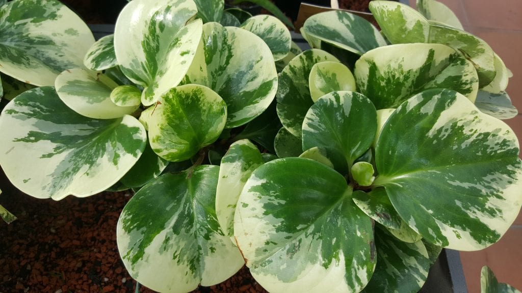 Peperomia obtusifolia: riego, luz y esquejes paso a paso
