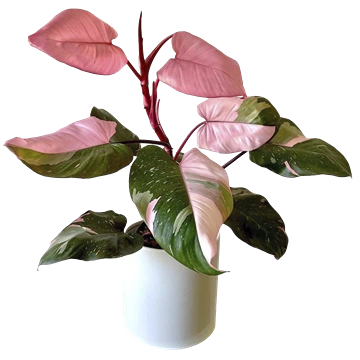 Philodendron Pink Princess: cuidados y por qué revierte