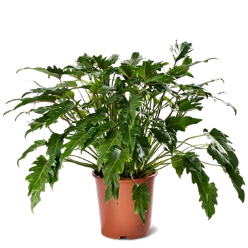 Philodendron Xanadu: cuidados, tamaño y cultivo en exterior