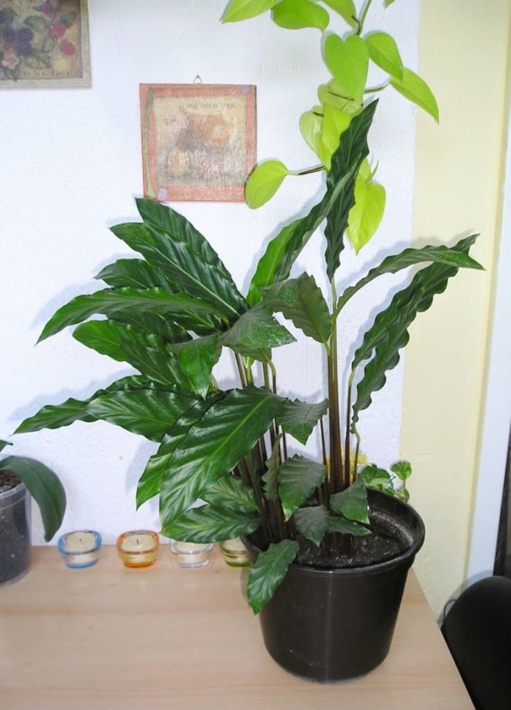 Calathea de hojas marcadas, planta para la zona húmeda y sombreada