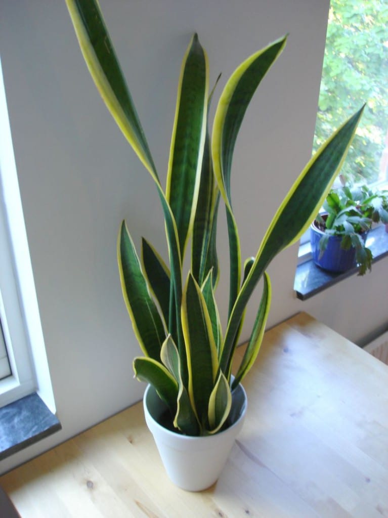 Sansevieria de hojas erguidas en maceta de interior
