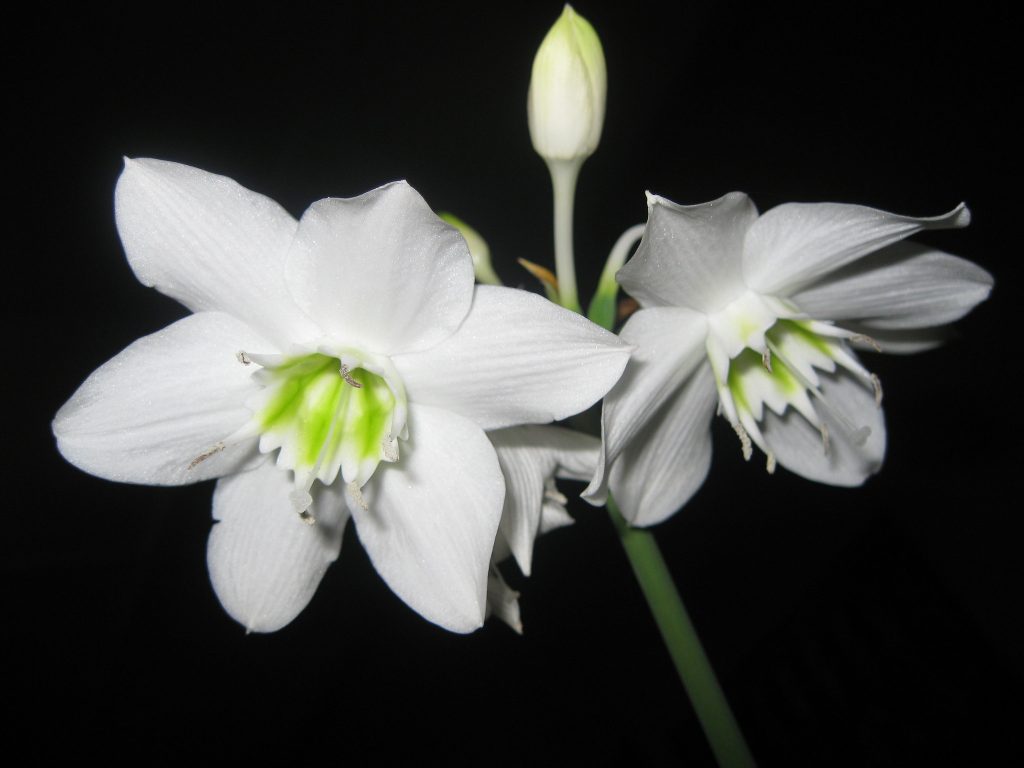 Plantas de interior con flor blanca: cuáles y cómo cuidarlas
