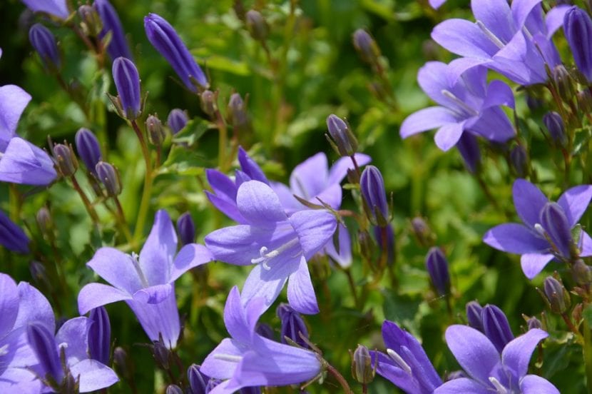 La Campanula es una planta herbácea