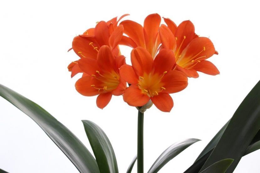 La Clivia es una planta bulbosa
