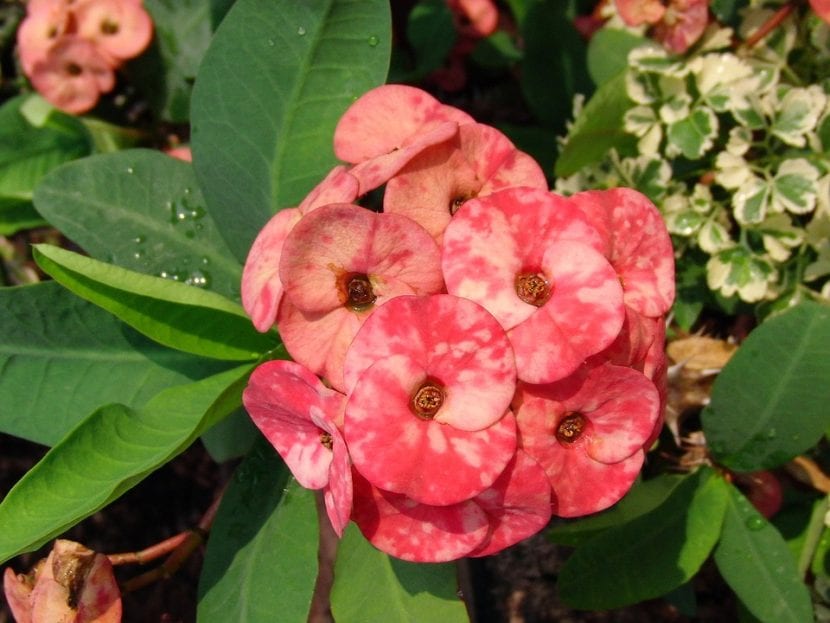 La Euphorbia milii es un arbusto de flores