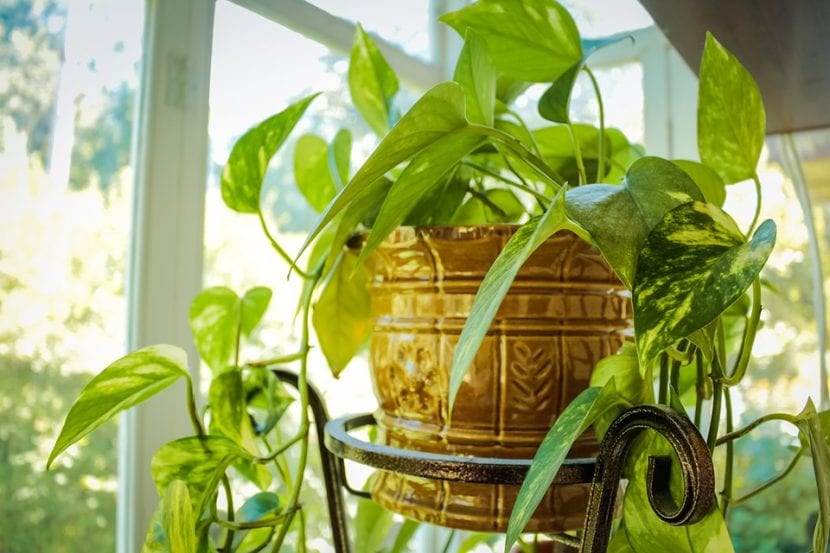 Hay plantas que viven bien en interiores