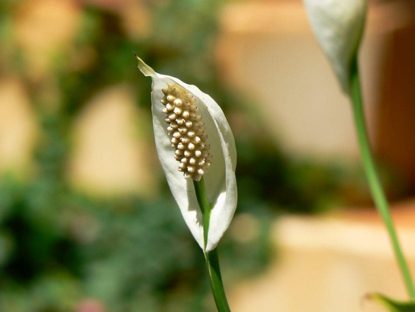 Spathiphyllum wallisii en flor