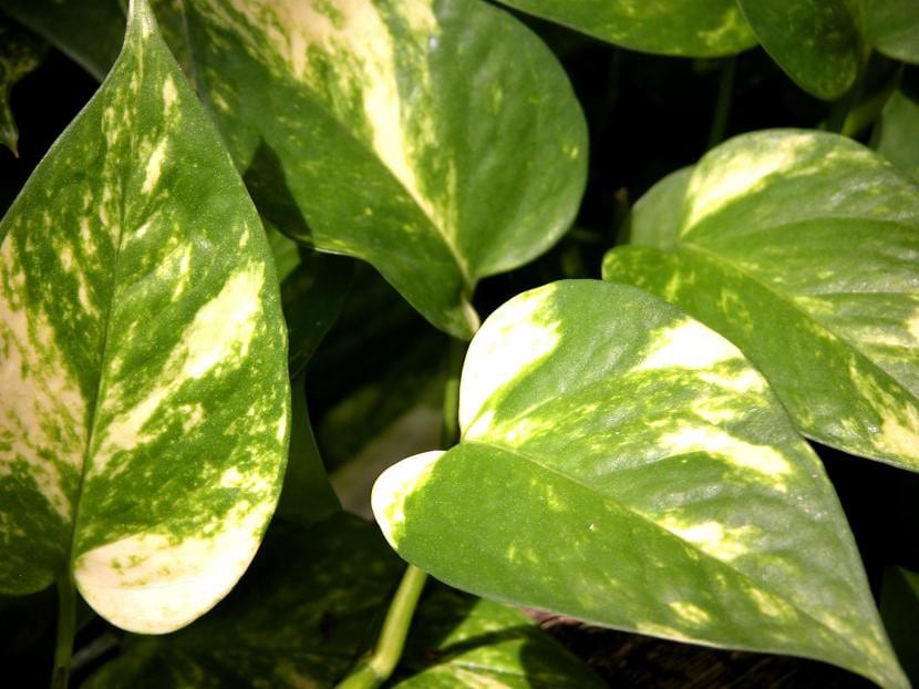 Epipremnum aureum, la trepadora de interior más querida