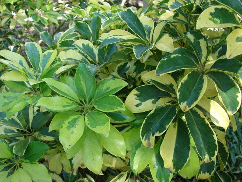 Schefflera arboricola, vista de sus preciosas hojas