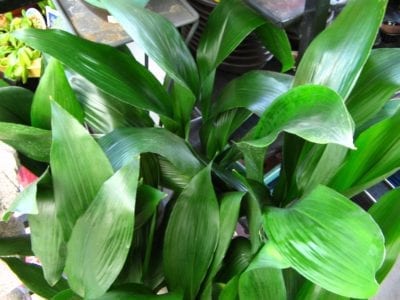 Hojas de aspidistra