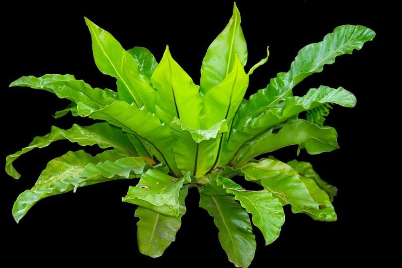 Helecho Asplenium nidus, una planta de interior muy decorativa