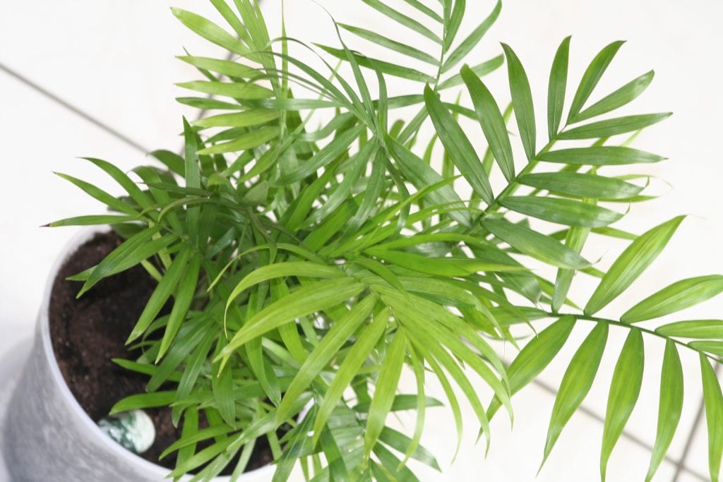 Ocho plantas de interior con el follaje más interesante