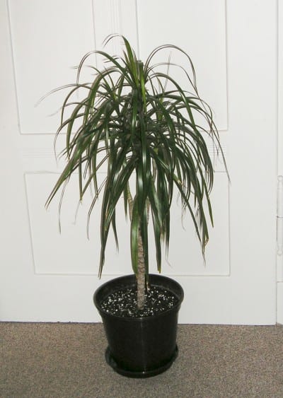 Dracaena marginata, ejemplar en maceta