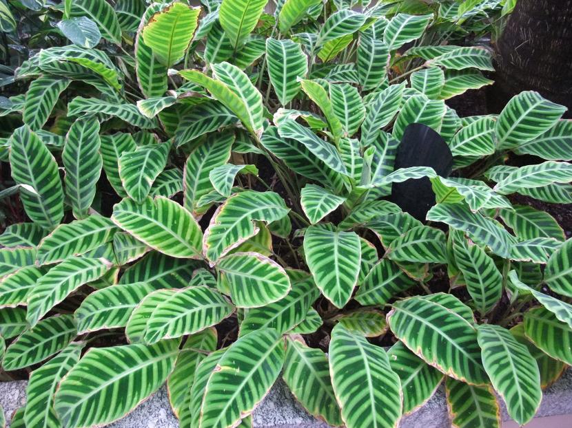 Calathea zebrina