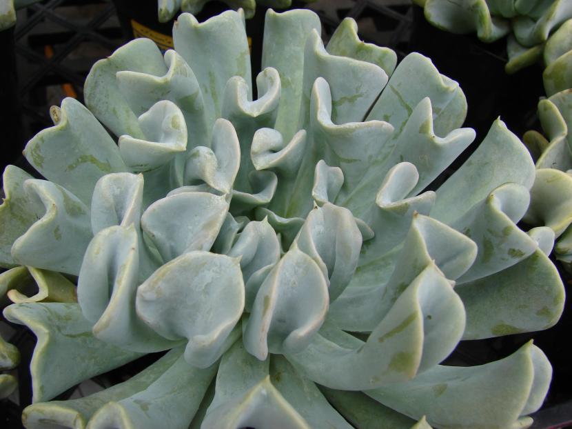 Echeveria runyonii