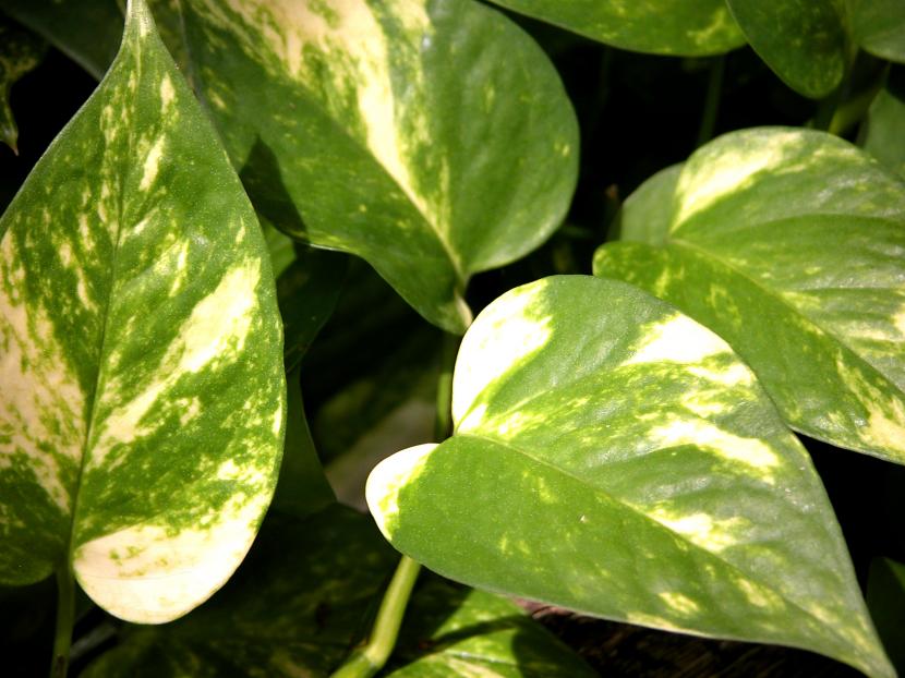 Epipremnum aureum