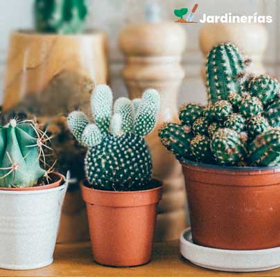 plantas para oficina cactus