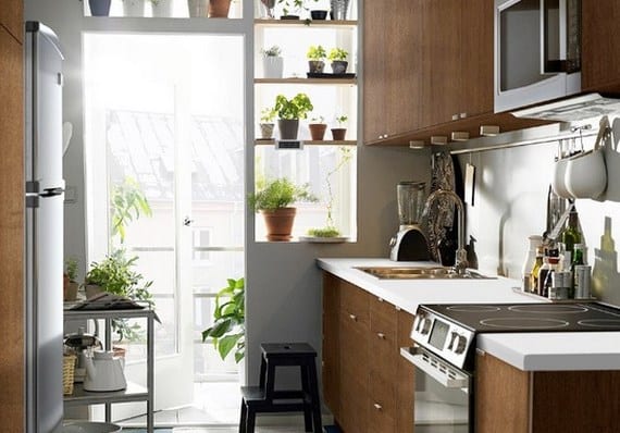 Plantas y hierbas para la cocina: cuáles aguantan dentro