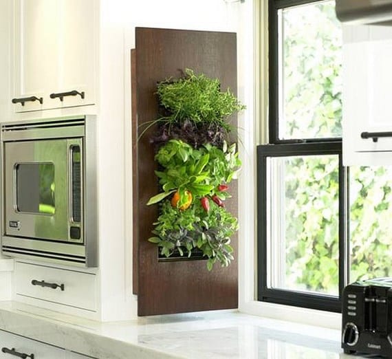 Plantas de cocina