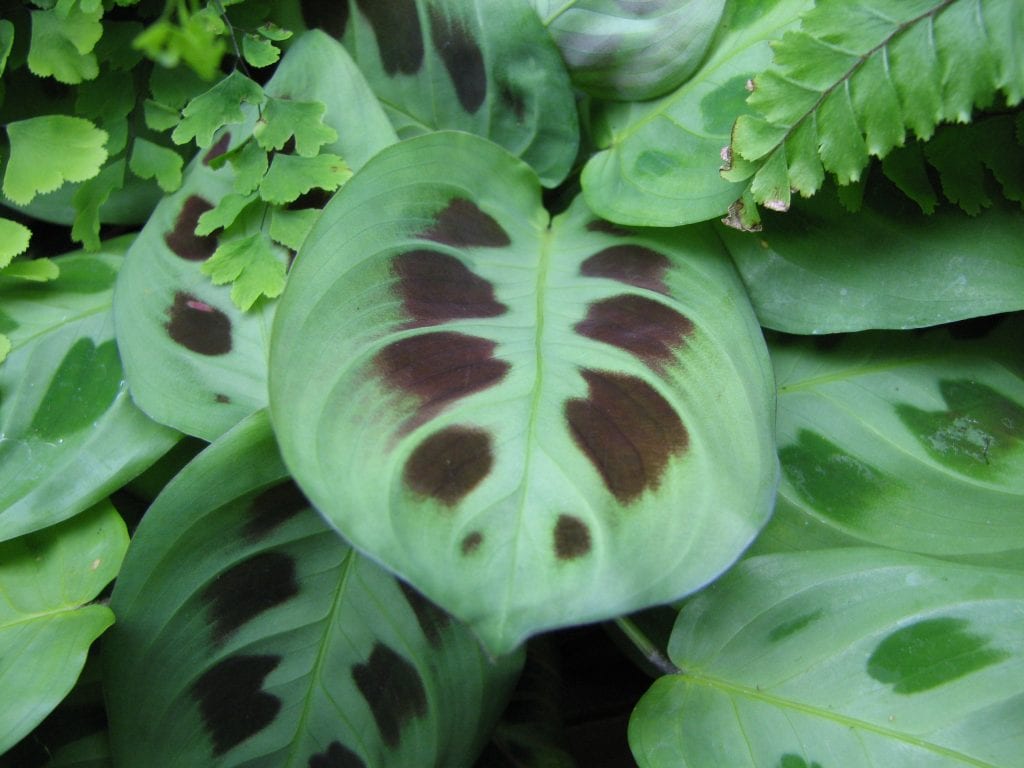 Maranta
