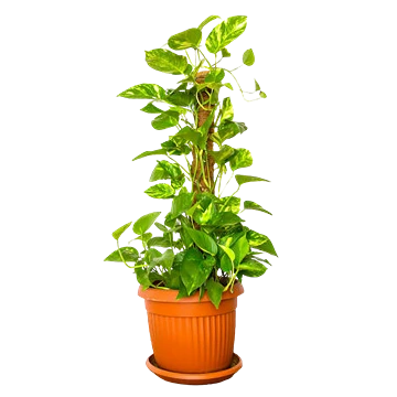 Guías de poto Epipremnum aureum con hojas acorazonadas jaspeadas de amarillo