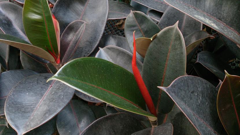 Plantas para el feng shui del hogar: cuidados y verdades