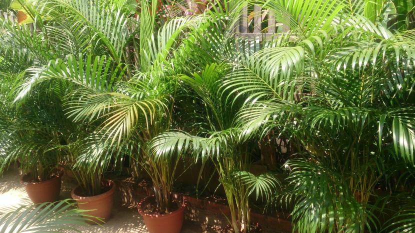 Dypsis lutescens