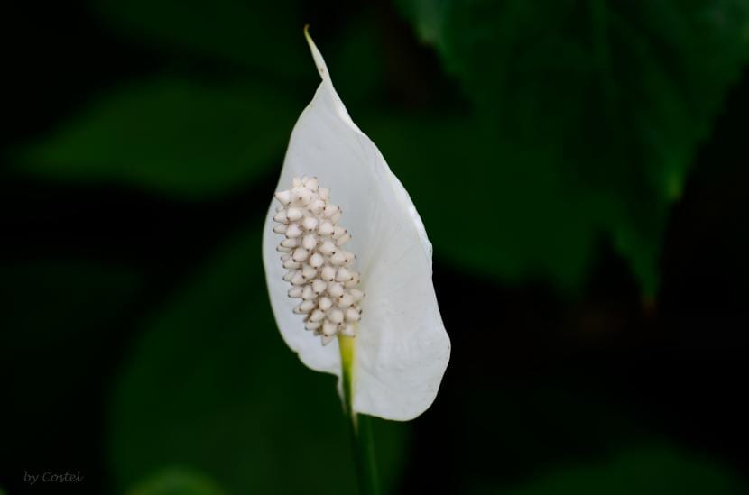 Spatiphyllum