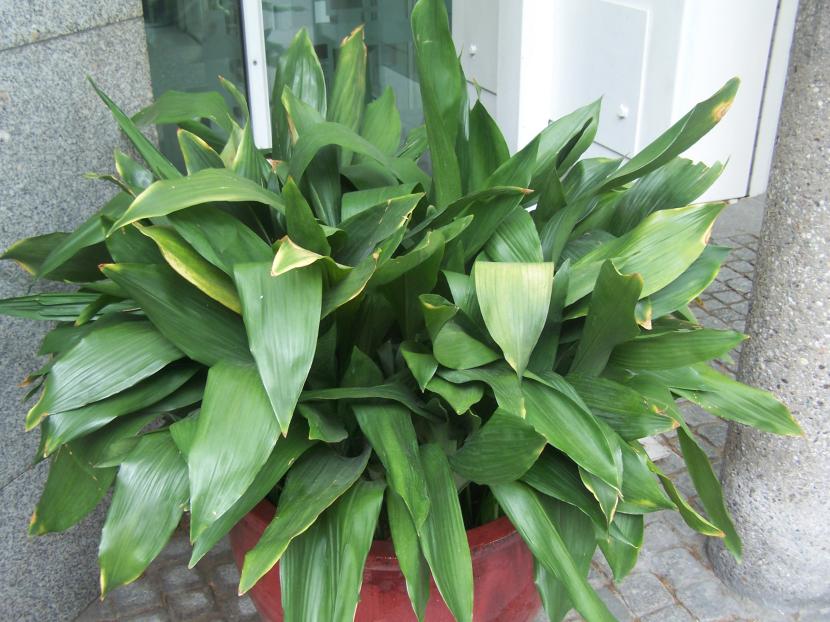Aspidistra