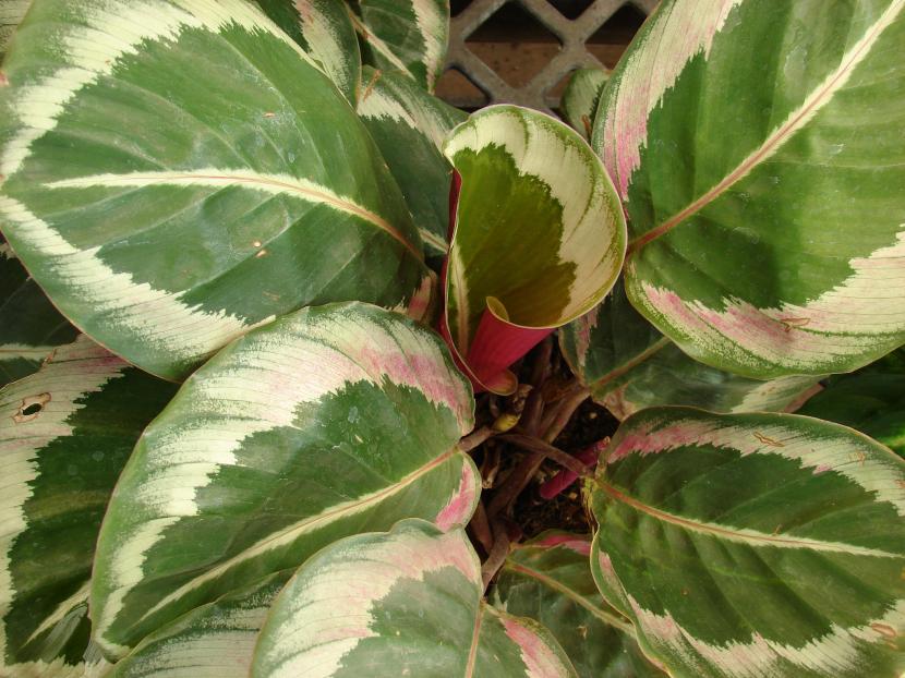 Calathea
