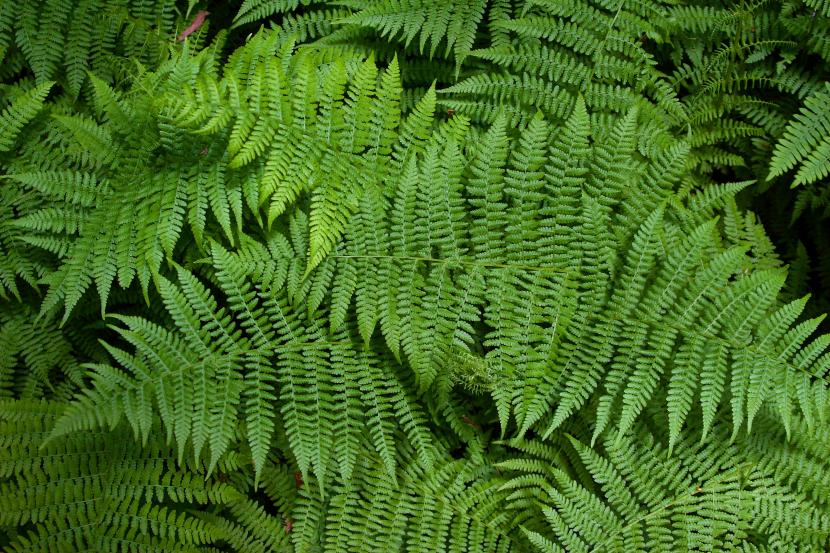 Plantas de interior sin flor: follaje verde y sus cuidados