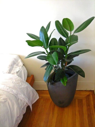 Ficus elastica en dormitorio