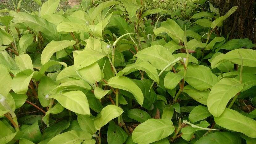 Planta de Philodendron erubescens