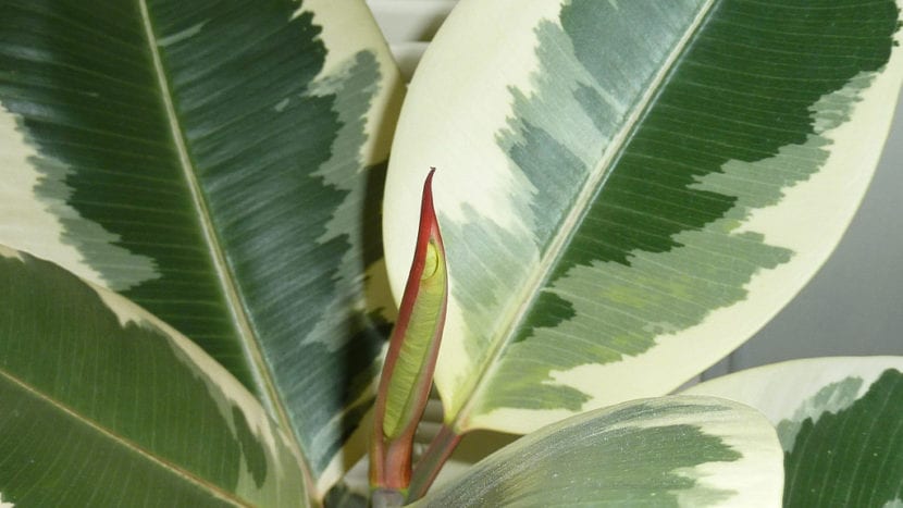 Hojas del Ficus elastica