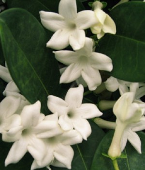 Stephanotis floribunda