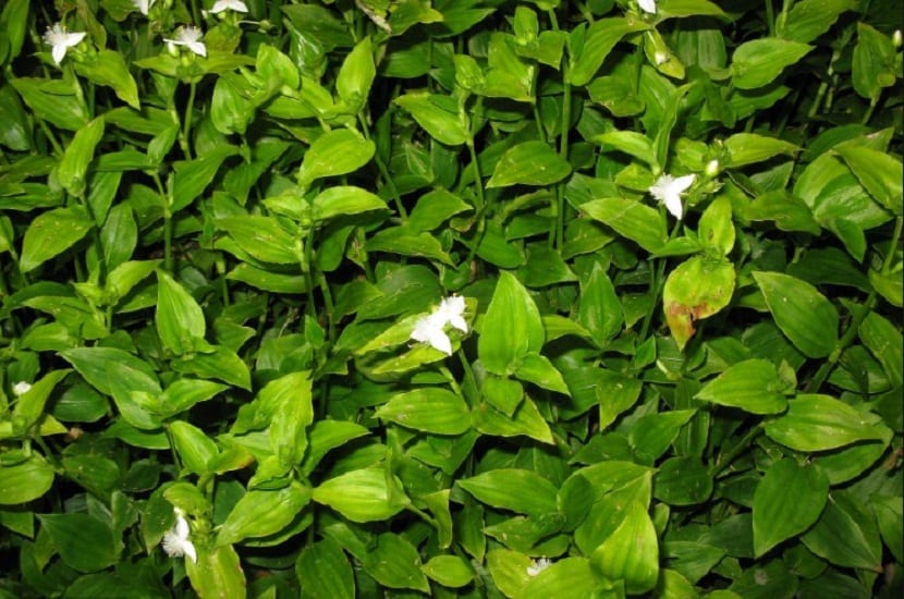 hojas pequenas y de color verde de la Tradescantia fluminensis