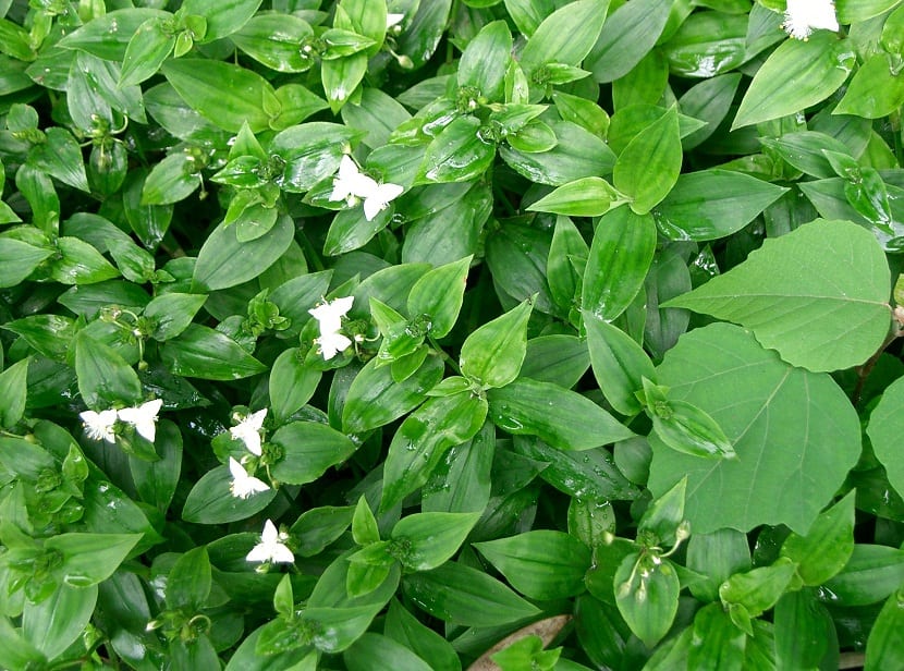 pequenas flores blanca con forma de mariposas