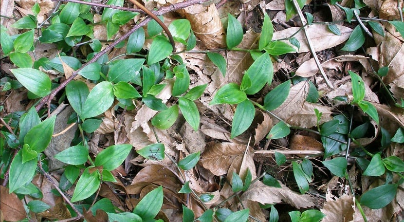 planta invasora llamada Tradescantia fluminensis