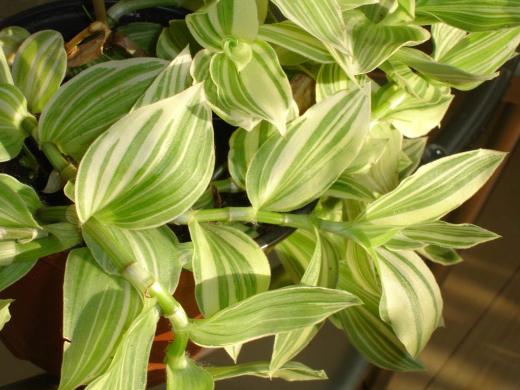 Tradescantia fluminensis de hoja verde
