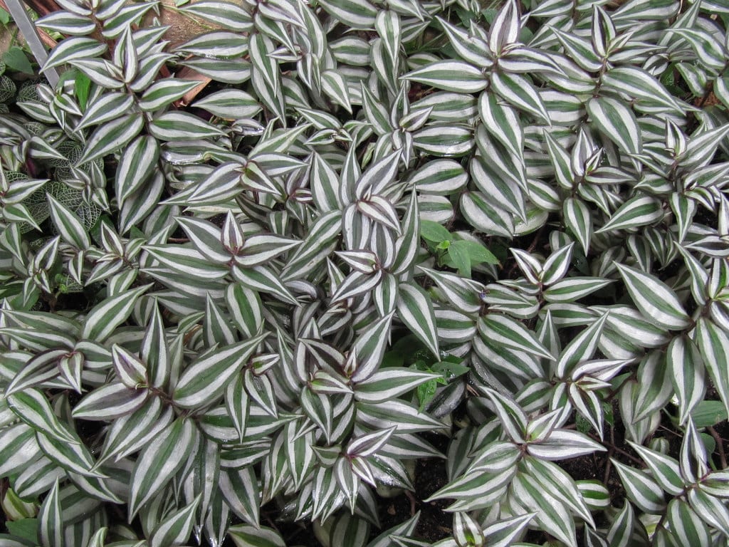 Tradescantia de interior: por qué se estropea en casa