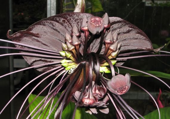 Flor murciélago: el año del rizoma dentro de casa