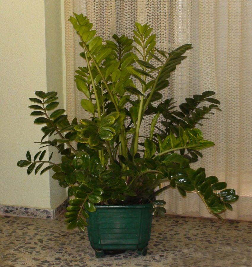 Zamioculca