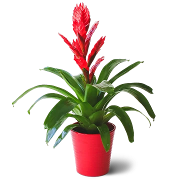 Vriesea carinata: cuidados, riego e hijuelos tras la flor