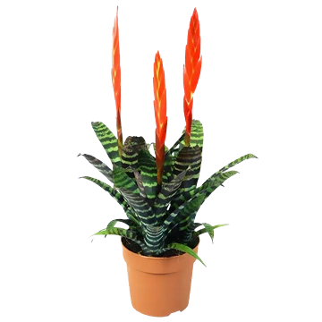 Vriesea splendens: cuidados, luz y las bandas de sus hojas