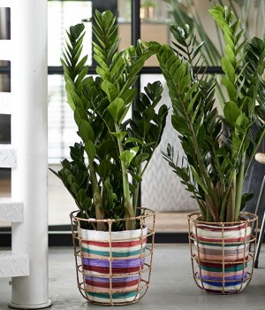 Zamioculcas zamiifolia