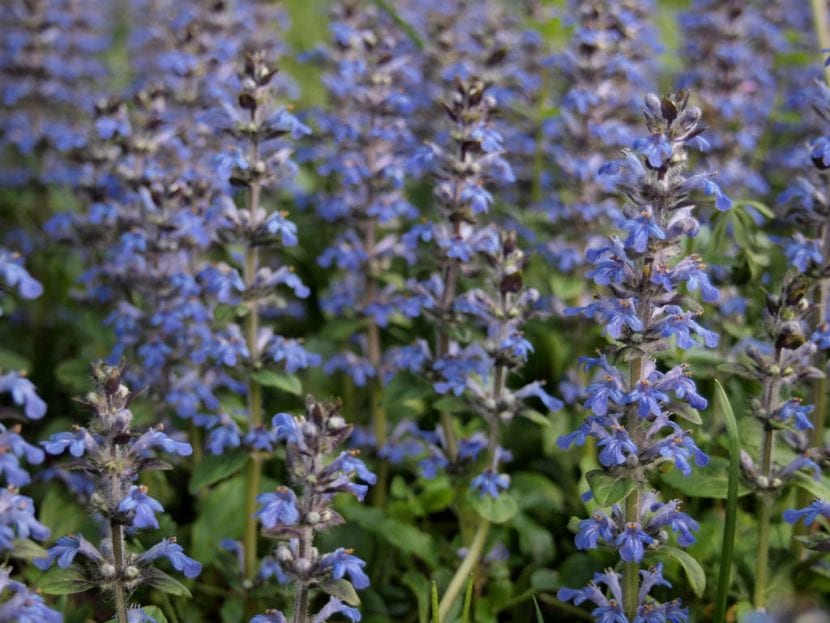 Tapiz de Ajuga reptans con espigas azules