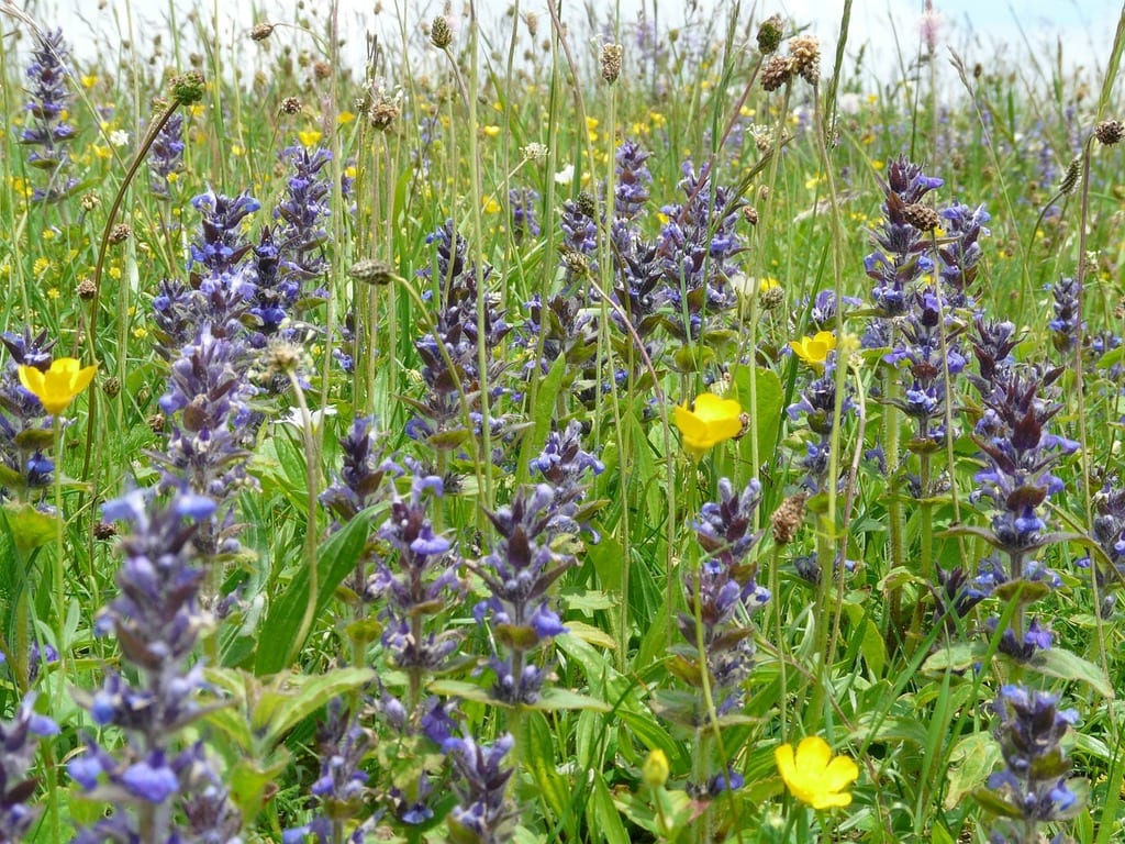 Ajuga reptans o búgula: cultivo, cultivares y usos