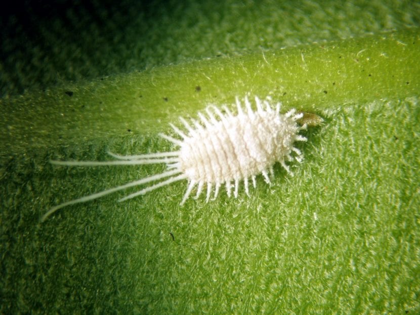 Cochinilla algodonosa en la base de las hojas de un aloe