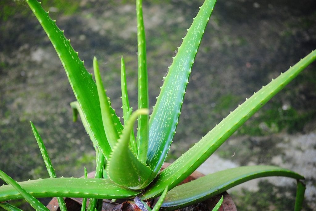 Planta de Aloe vera